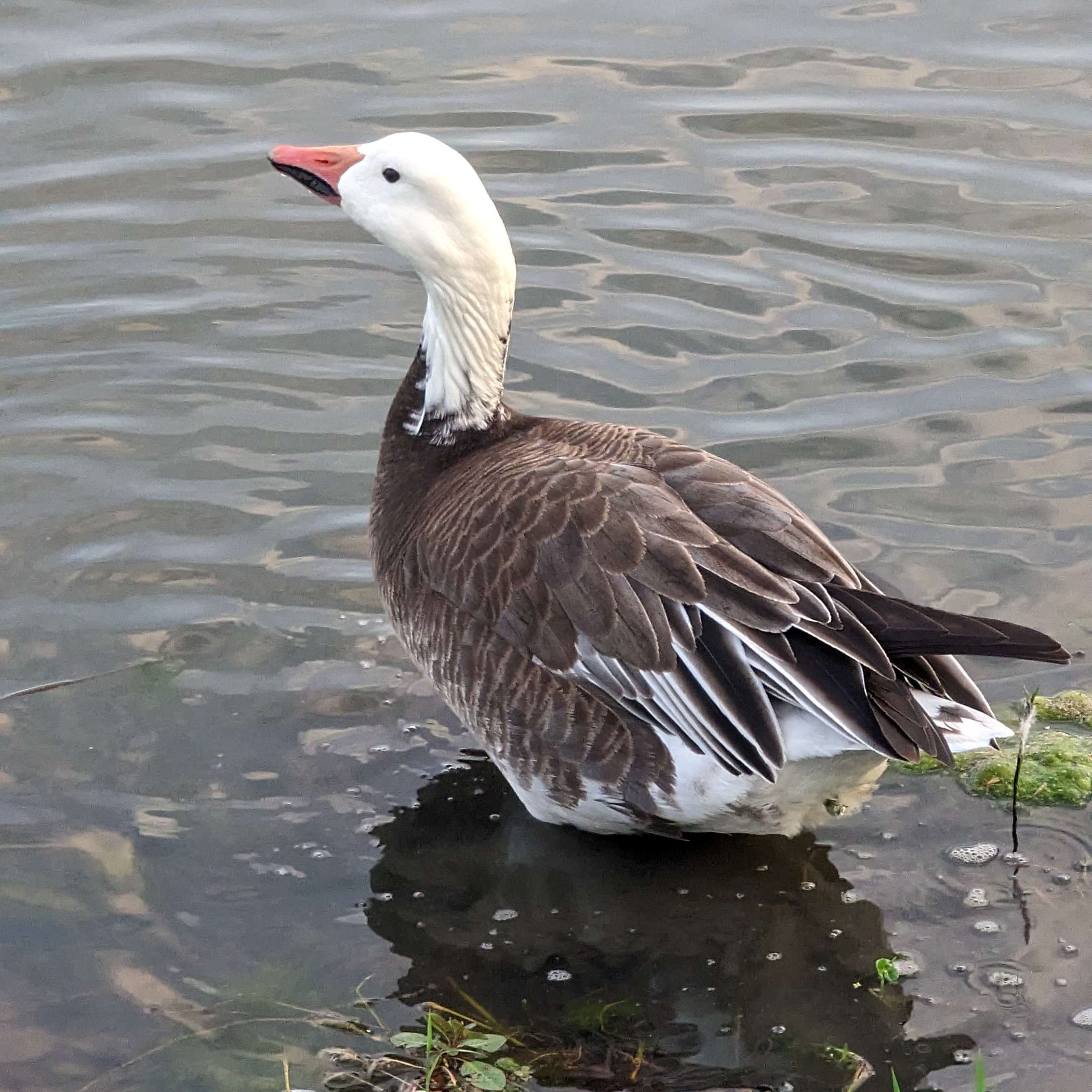 Picture of Anser caerulescens